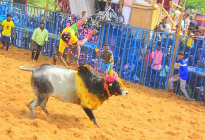 2,232 bulls participated in the Jallikattu competition held at 3 places in Pudukkottai district. புதுக்கோட்டை:  விமர்சையாக நடைபெற்ற ஜல்லிக்கட்டு - சீறிய காளைகள்: 50 பேர் காயம்