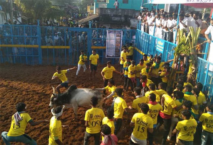 புதுக்கோட்டை:  விமர்சையாக நடைபெற்ற ஜல்லிக்கட்டு - சீறிய காளைகள்: 50 பேர் காயம்