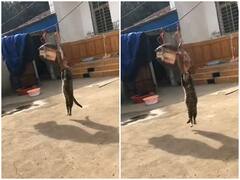 Watch: हवा में लटक कर मछली को खाती दिखी बिल्ली, वीडियो देख रह जाएंगे दंग