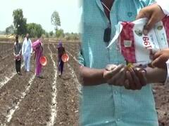 Cotton Planting : राज्यात यंदा पूर्वहंगामी कापसाची लागवड होण्याची शक्यता कमी