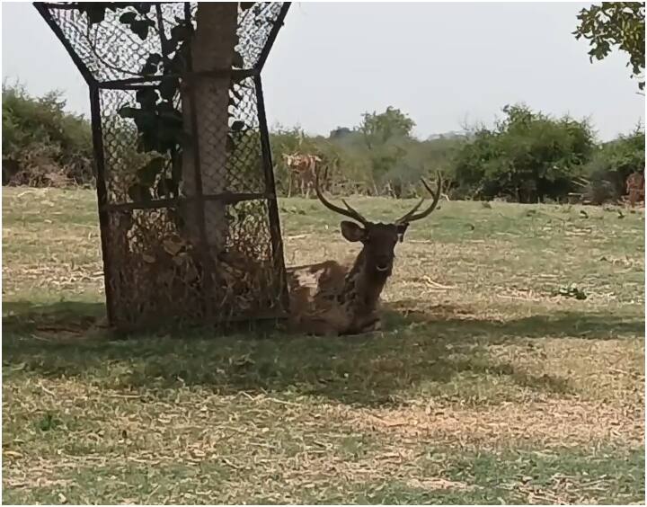 Etawah safari is trying to get rid of the animals from the heat Etawah News: इटावा में पड़ रही भीषण गर्मी, शेरों के लिए लगाए गए बड़े कूलर, हिरणों के लिए ये व्यवस्था