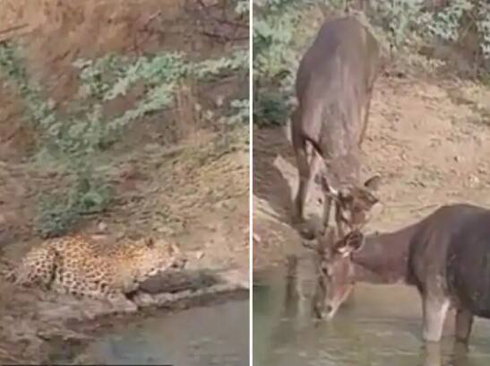leopard and deer seen drinking water together on same pond Trending Video : तलावावर एकत्र पाणी पिण्यासाठी पोहोचले बिबट्या आणि हरिण, पुढे काय झालं तुम्हीच पाहा