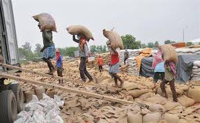 Export of Wheat: तुर्की ने ठुकराया तो मिस्र ने अपनाया, विश्व में बढ़ रही है भारतीय गेहूं की मांग