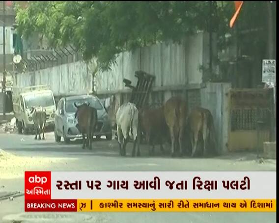 વડોદરામાં વકરી રહેલી રઝળતા ઢોરની સમસ્યા વચ્ચે મેયર ક્રિકેટ રમવામાં વ્યસ્તઃ નેતા વિપક્ષ