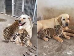 Viral Video : वाघिणीच्या बछड्यांचं पालन करतोय कुत्रा, थक्क करणारा व्हिडीओ मन जिंकेल