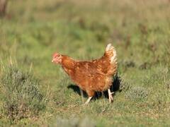 Business Idea: कम समय चाहते हैं मोटा मुनाफा तो शुरू करें पोल्ट्री फार्म का बिजनेस, जानें डिटेल्स