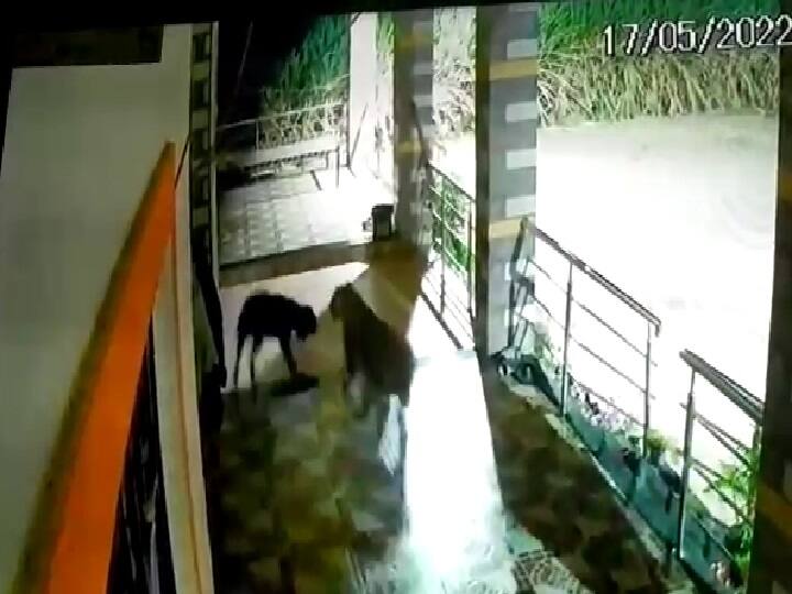 Owner chases leopard to rescue pet dog, captured on CCTV in Junnar kalwadi village पाळीव कुत्र्याला वाचविण्यासाठी मालकाने केला बिबट्याचा पाठलाग, जुन्नरमधील गावातील थरार CCTVमध्ये कैद 