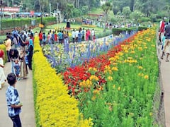 கொடைக்கானல் :  மே 24-ஆம் தேதி தொடங்கி நடைபெற இருக்கிறது மலர் கண்காட்சி..