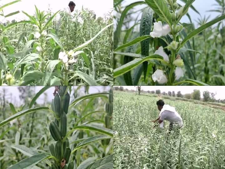 Agriculture news An experimental farmer from Nanded grows10 quintals of sesame seeds in 1.5 acres नांदेडचा प्रयोगशील शेतकरी, दीड एकरात 10 क्विंटल तीळ पिकाचे उत्पादन