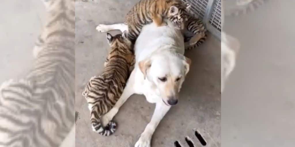 Labrador dog takes care of tiger cubs in China zoo video goes viral Viral Video: ছেড়ে গিয়েছে মা, সন্তান স্নেহে তিন ব্যাঘ্র শাবককে আগলে সারমেয়, দেখুন ভিডিও