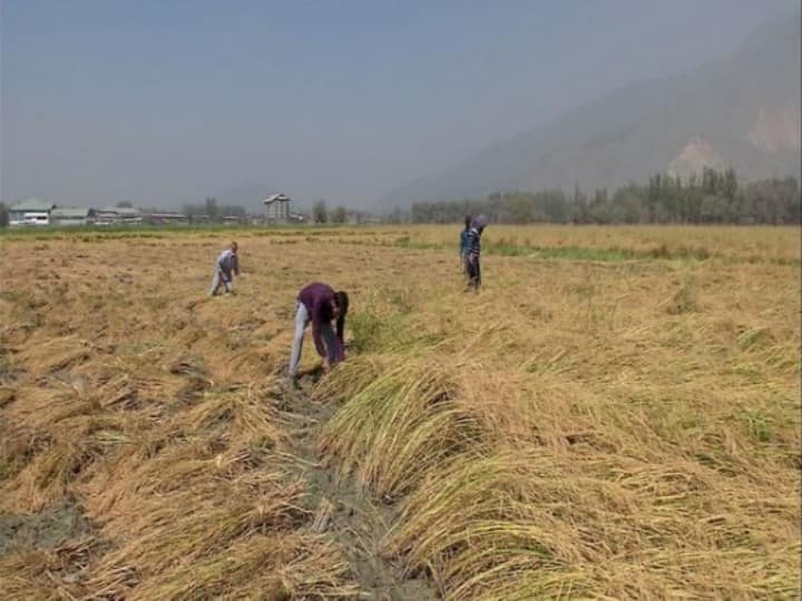 Farmers can get benefit of 1 lakh per acre by planting this variety of paddy Chhattisgarh News: धान की इस किस्म को लगाकर किसानों को प्रति एकड़ हो सकता है 1 लाख का फायदा, यहां लें पूरी जानकारी