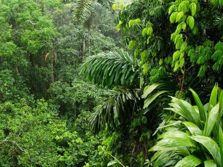 UP Food Forests News Food forest will improve the health of farmers and environment in UP UP Food Forests: यूपी में हरियाली बढ़ाने के साथ किसानों के हालात सुधारने पर जोर, इन जिलों में विकसित होंगे फूड फॉरेस्ट