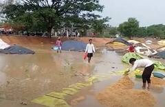 Kamareddy Rains: కామారెడ్డి జిల్లాలో అకాలవర్షాలు...తడిసిపోయిన ధాన్యం|ABP Desam