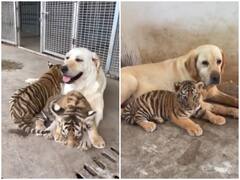 Watch: बाघिन के बच्चों को पालते दिखी लेब्राडॉर डॉगी, दिल जीत लेगा वीडियो