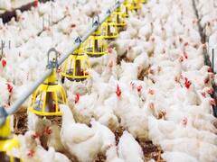 Business Idea: कम समय चाहते हैं मोटा मुनाफा तो शुरू करें पोल्ट्री फार्म का बिजनेस, जानें डिटेल्स