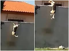 Watch: लगातार कोशिश करने के बाद डॉगी ने पार की ऊंची दीवार, यूजर्स को किया प्रेरित