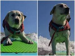 Watch: पैडलबोर्ड पर अकेले सर्फिंग करता दिखा डॉगी, हैरान कर देगा वीडियो