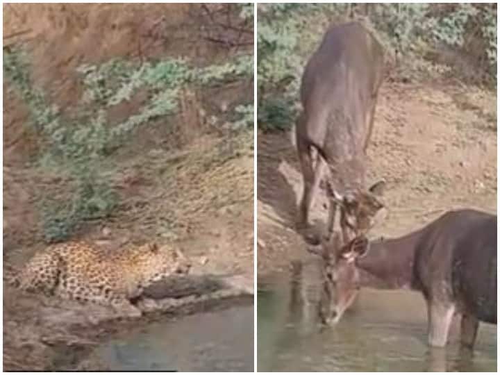 Leopard and deer seen drinking water together on same pond Watch: एक ही तालाब पर साथ में पानी पीते नजर आए तेंदुआ और हिरण, वीडियो देख रह जाएंगे दंग