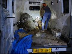 Rewa News: गोवंश से भरी एंबुलेंस पलटी, तीन पशुओं की मौत, तस्कर हुए फरार, पशु तस्करी का बिल्कुल नया तरीका