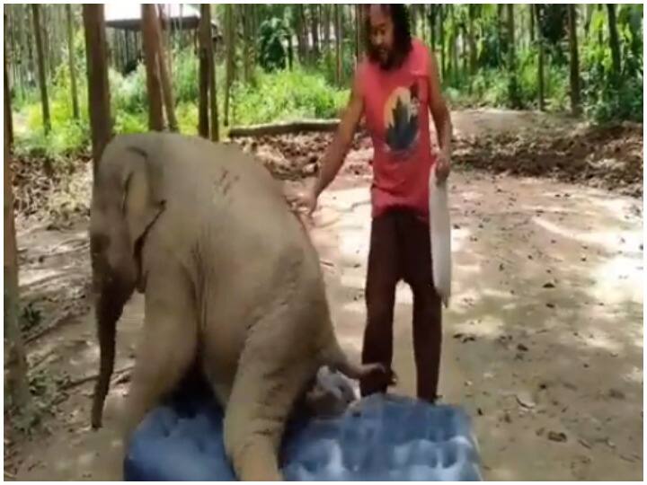 A cute video of an elephant baby going viral, showing him fighting for the bed Viral Video: हाथी के बच्चे का क्यूट सा वीडियो हुआ वायरल, बिस्तर के लिए दिखा लड़ते हुए