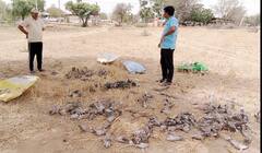 Jhunjhunu News: खेत में मृत मिले 500 से ज्यादा पक्षी, फ्लू से मौत होने की आशंका, देखें तस्वीरें