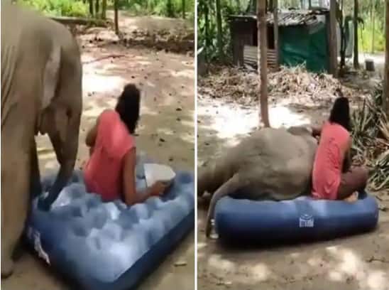 baby elephant throws tantrum after man occupies its bed in adorable video Viral Video : गादीवर झोपण्यासाठी हत्तीच्या पिल्लाचे नखरे एकदा पाहाच, तुम्हीही प्रेमात पडाल
