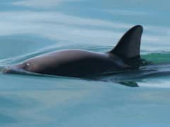 What Are Vaquita Porpoises? Only 10 Remain, But Scientists Say They Are Unlikely To Go Extinct. Here Is Why