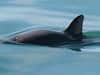 What Are Vaquita Porpoises? Only 10 Remain, But Scientists Say They Are Unlikely To Go Extinct. Here Is Why