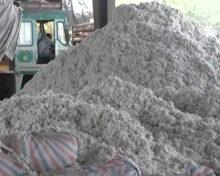 Cottan Price : Today, 3050 rupees price of 20 KG cotton in Saurashtra marketing yard ખેડૂતો માટે ખુશીના સમાચારઃ સૌરાષ્ટ્રમાં કપાસના રેકોર્ડ બ્રેક મણના ભાવ રૂપિયા 3050 બોલાયા, જાણો મોટા સમાચાર