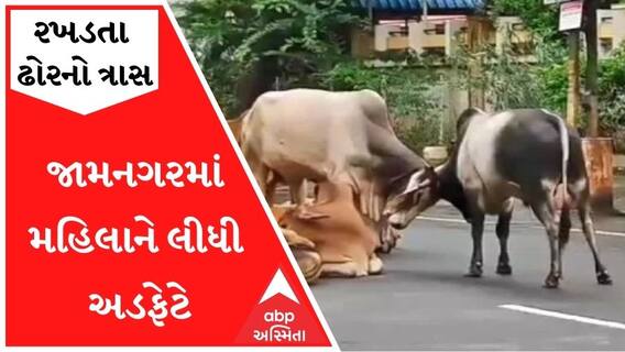 વધુ એકવાર રખડતા ઢોરનો ત્રાસ આવ્યો સામે, જામનગરમાં મહિલાને લીધી અડફેટે, જુઓ વીડિયો
