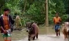 અસમમાં ભારે વરસાદના કારણે પુરની સ્થિતિ, અત્યાર સુધીમાં 7નાં મોત