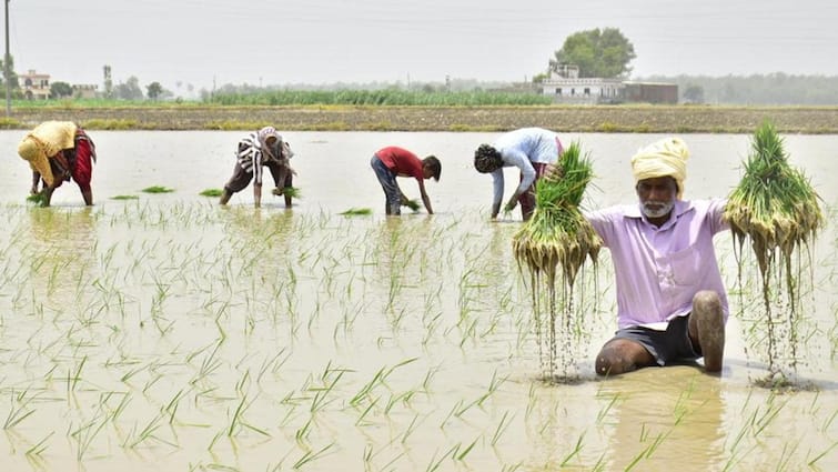 fresh schedule for staggered sowing of paddy to June 14 and June 17 thus now restricting the number of total zones ਝੋਨੇ ਦੀ ਲੁਆਈ ਲਈ  2 ਜੋਨਾਂ ‘ਚ ਵੰਡਿਆ ਪੰਜਾਬ, 14 ਤੇ 17 ਜੂਨ ਨੂੰ ਲੱਗੇ ਝੋਨਾ, 3 ਦਿਨ ਪਹਿਲਾਂ ਮਿਲੇਗੀ ਬਿਜਲੀ