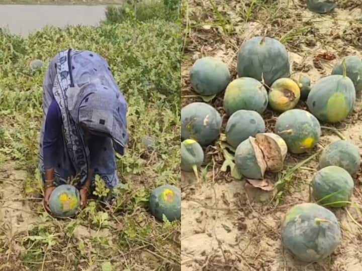 Moradabad scorching heat has caused huge losses to watermelon farmers Moradabad News: भीषण गर्मी की मार से बर्बाद हो रही है तरबूज की खेती, किसानों में भी छायी मायूसी