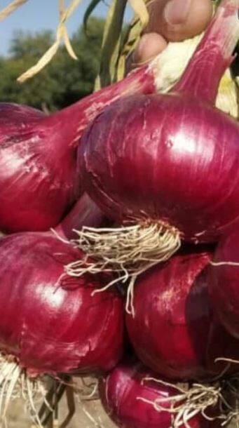 नाफेडच्या कांदा खरेदीची चौकशी करुन दोषींवर कारवाई करा : स्वतंत्र भारत पक्ष