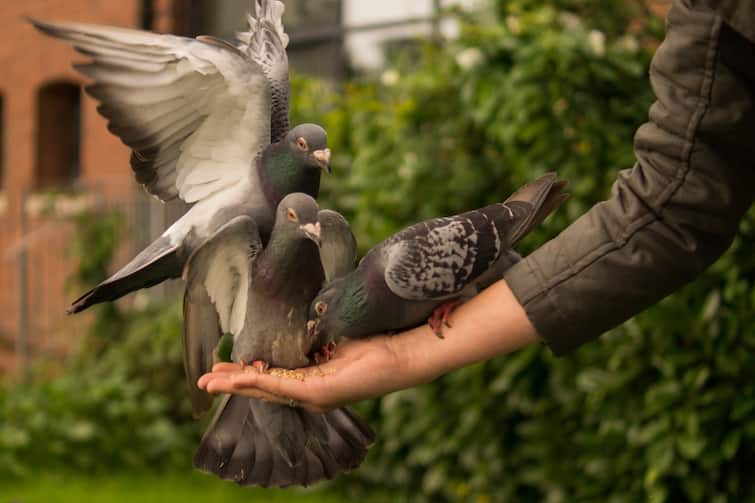 pigeons at home pigeons nest in house auspicious sign Pigeons at Home:  घरात कबुतर येणं शुभ की अशुभ? जाणून घ्या..