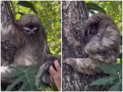 Watch: बेबी स्लॉथ से दोबारा मिलने पर मां ने लगाया गले, वीडियो ने पिघलाया लाखों का दिल 