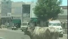 રખડતી ગાયના કારણે આંખ ગુમાવનાર વિદ્યાર્થીની પિતાએ પોલીસ સ્ટેશનને ગાયના માલિકને શોધવા મચાવ્યો ઉહાપોહ