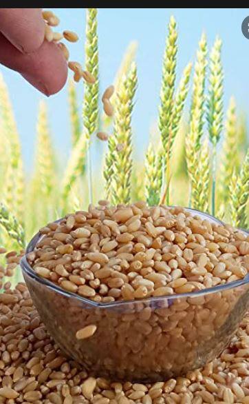 13 मे पर्यंत नोंदणी झालेला गहू निर्यात करण्यासाठी सरकारची परवानगी