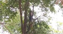 Chhattisgarh में शराब और पैसे के लिए पेड़ पर चढ़ा युवक, घंटो चले इस ड्रामे को रोकने के लिए बुलानी पड़ी पुलिस, देखें तस्वीरें