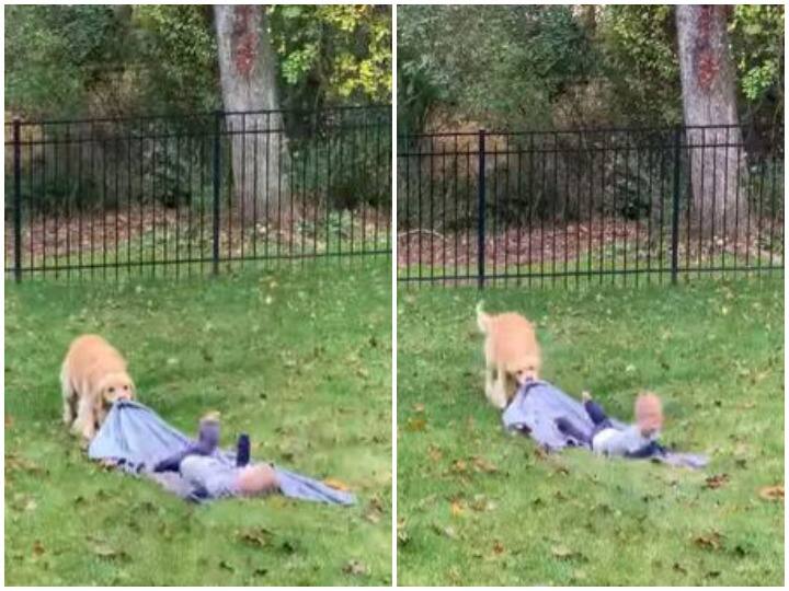 Watch: खेल-खेल में बच्चे से चादर छीनता नजर आया डॉगी, क्यूट हरकतों ने चुराया लाखों का दिल Doggy was seen snatching the sheet from the child while playing Watch: खेल-खेल में बच्चे से चादर छीनता नजर आया डॉगी, क्यूट हरकतों ने चुराया लाखों का दिल