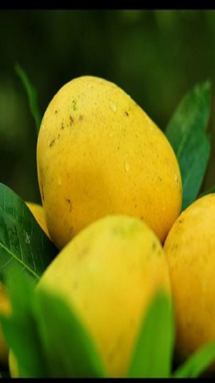 பிரசித்திப்பெற்ற மாம்பழம் வகைகள்