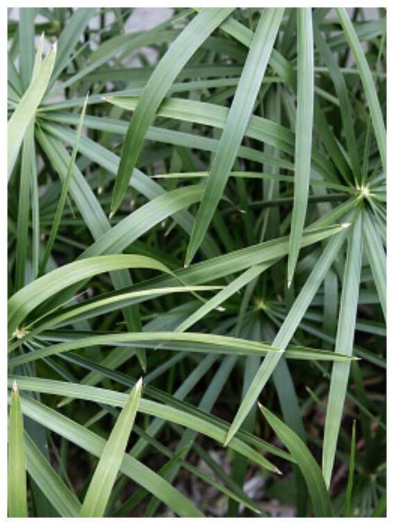 कनेर की पत्तियों में छिपा है सेहत का राज, इन परेशानियों से दिलाएगा राहत