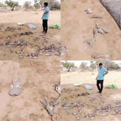 Jhunjhunu News: खेत में मृत मिले 500 से ज्यादा पक्षी, फ्लू से मौत होने की आशंका, देखें तस्वीरें