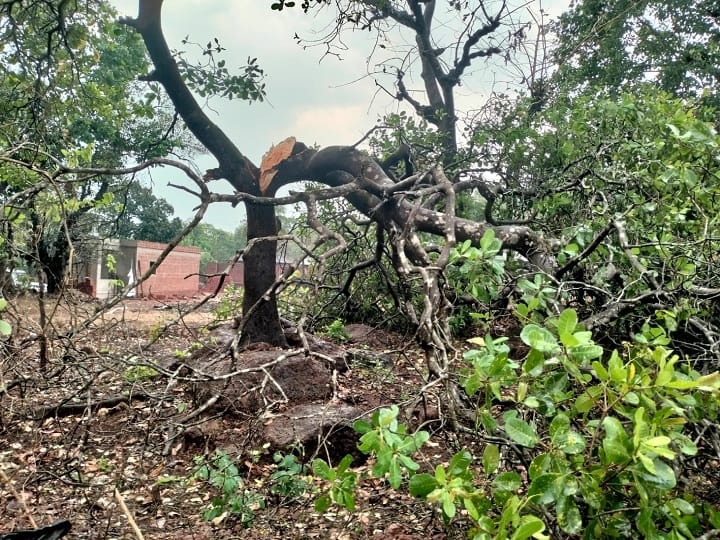 Latur Rain News Latur district was hit by unseasonal rains, damage to vegetable crops including orchards Latur Rain News : लातूर जिल्ह्याला अवकाळी पावसानं झोडपलं, फळबागांसह भाजीपाला पिकांचे नुकसान