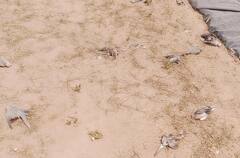 Jhunjhunu News: खेत में मृत मिले 500 से ज्यादा पक्षी, फ्लू से मौत होने की आशंका, देखें तस्वीरें