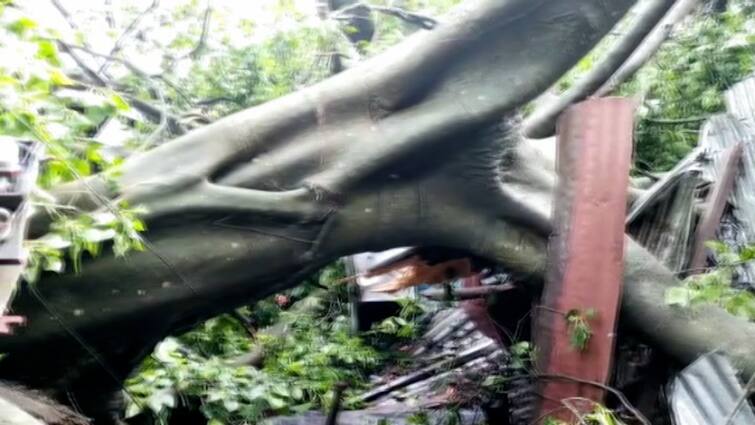 Cooch Behar Sudden Storm In Dinhata, Heavy Rain, tree uprooted Cooch Behar Storm : ভোররাতে তুমুল ঝড়, সঙ্গে মুষলধারে বৃষ্টি, তছনছ দোকান-বাজার