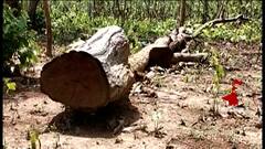 Navi Mumbai : रस्त्याच्या कामासाठी 2500 झाडांची कत्तल करण्याचा डाव