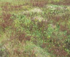 ਮਹਾਨ ਭਾਰਤ 'ਚ ਮਹਾਨ ਕਾਰਨਾਮੇ! ਪੁਲ ਮਗਰੋਂ ਹੁਣ ਪੂਰਾ ਪਸ਼ੂ ਹਸਪਤਾਲ ਹੀ ਹੋ ਗਿਆ ਚੋਰੀ, ਇਮਾਰਤ ਵਾਲੀ ਥਾਂ 'ਤੇ ਹੁਣ ਸਿਰਫ਼ ਘਾਹ ਹੀ ਘਾਹ