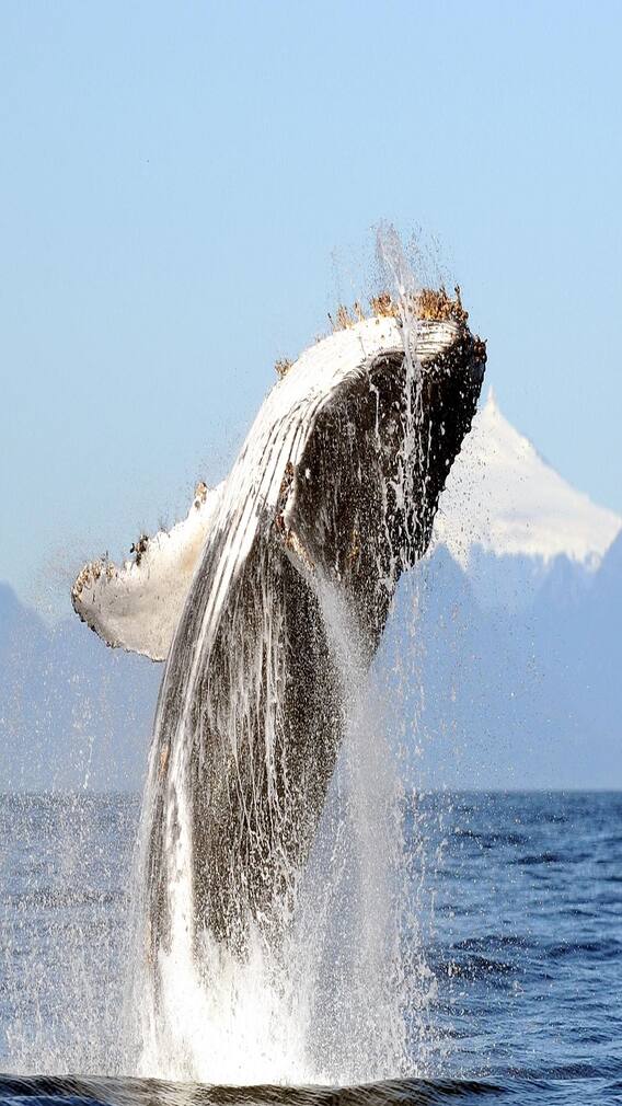 உலகின் மிகப் பெரிய உயிரினங்கள் என்னென்ன?