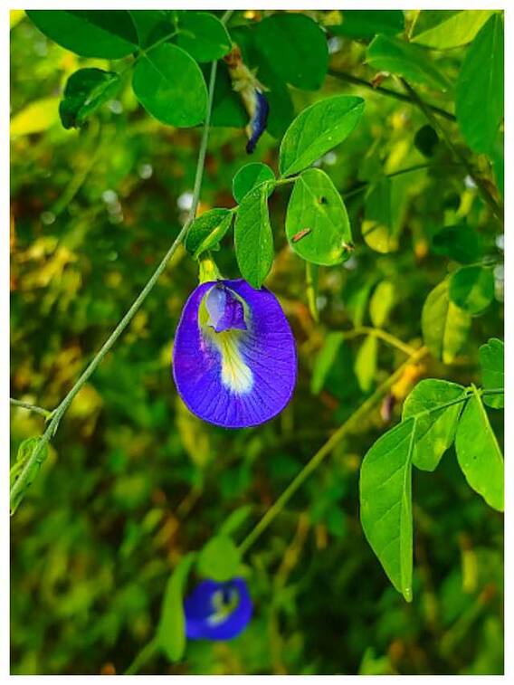 अपराजिता फूल से सेहत को होने वाले 9 फायदे